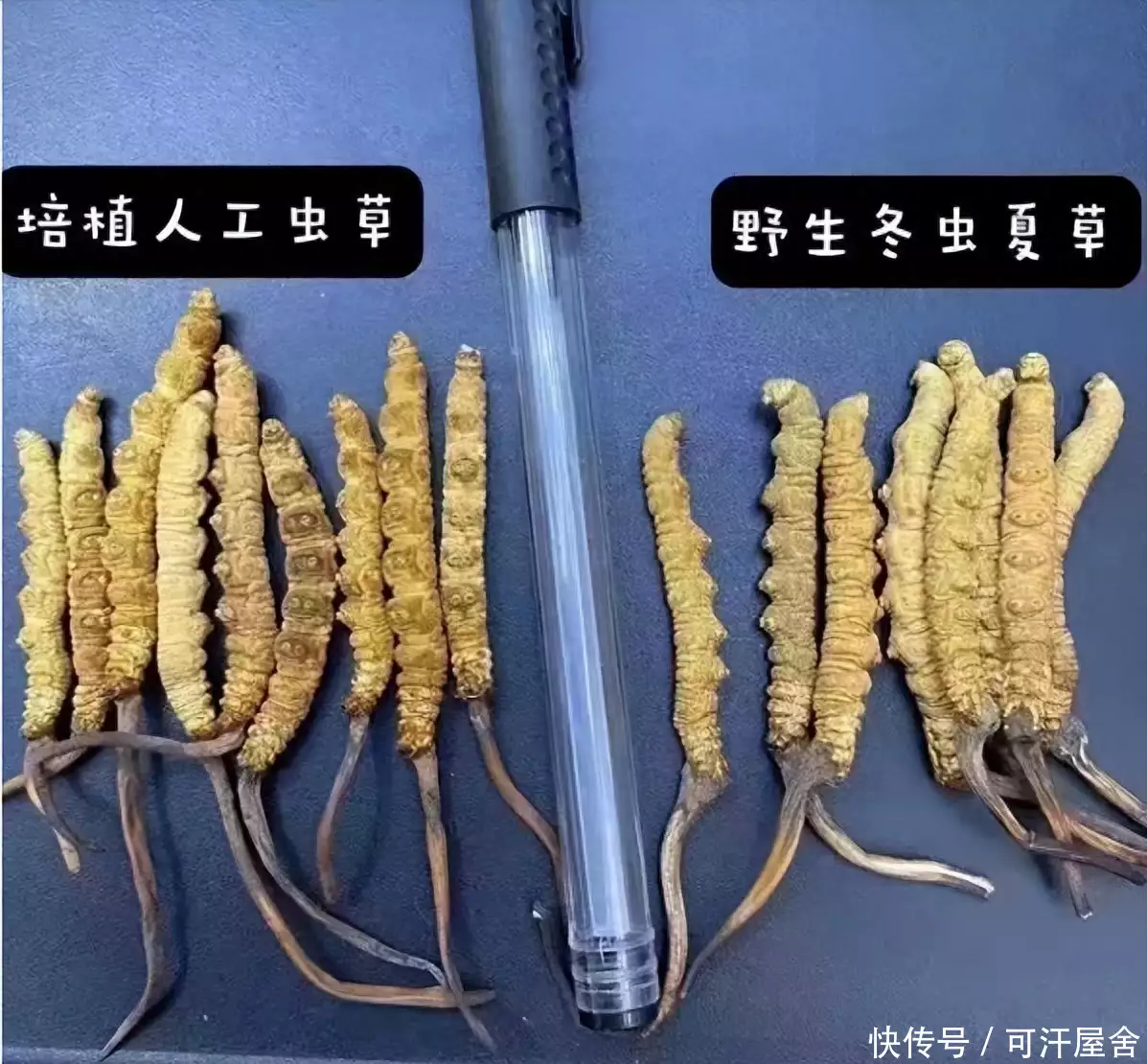 乏力草（乏力草根的功效与作用） 第6张