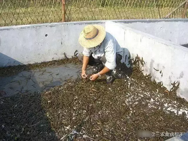 致富鱼卢鱼_致富经鱼_致富鱼游出产业振兴路