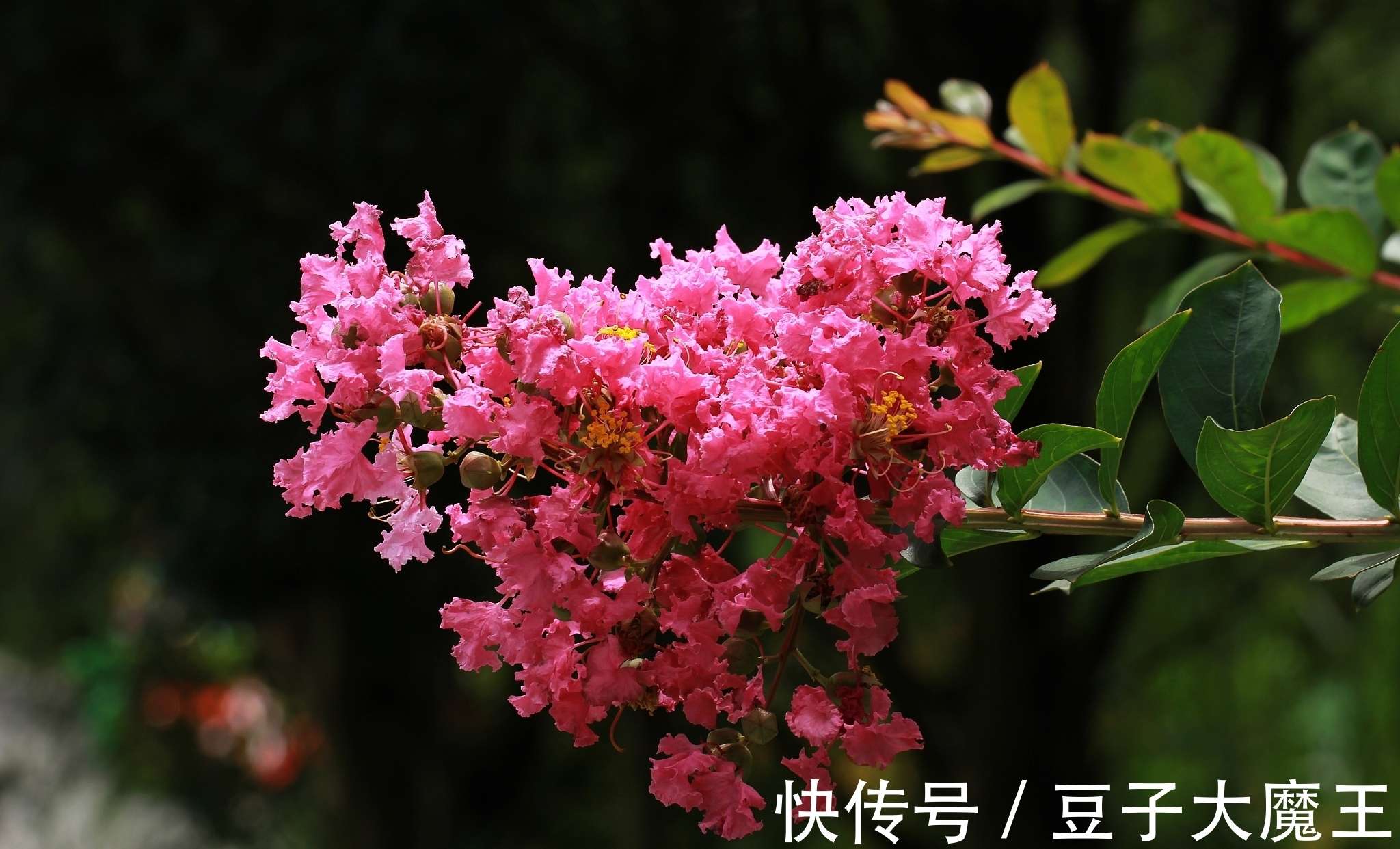 紫薇花的寓意
