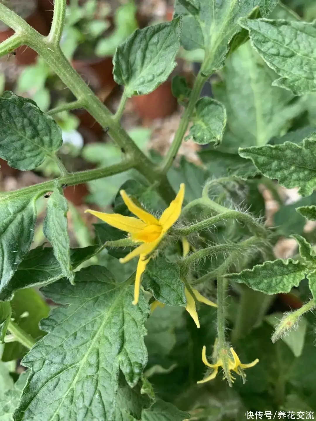 番茄种子（未来10大暴利种植户） 第8张