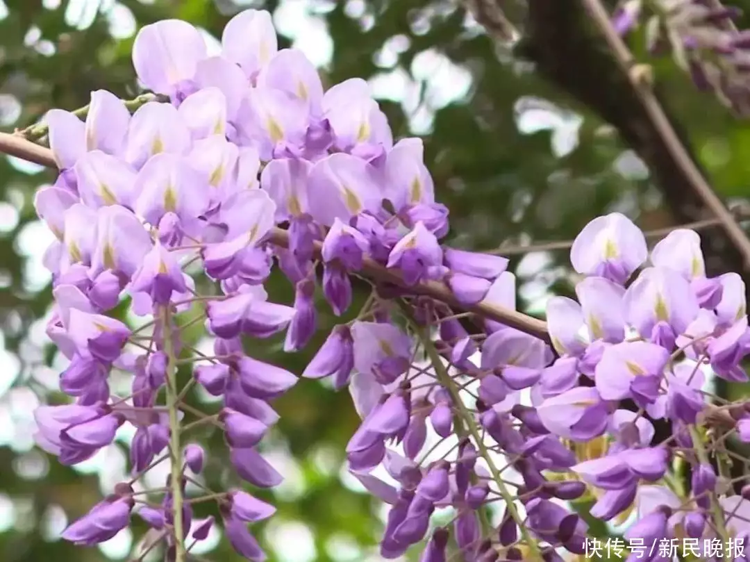 紫藤花（紫藤花歌剧背景） 第16张