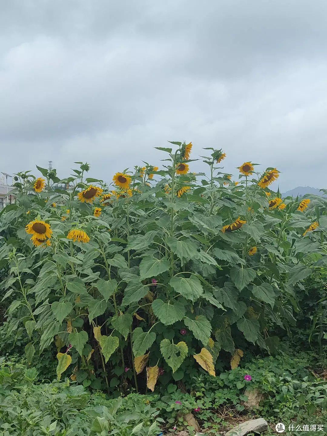 破酥包（破酥包用什么面粉） 第2张