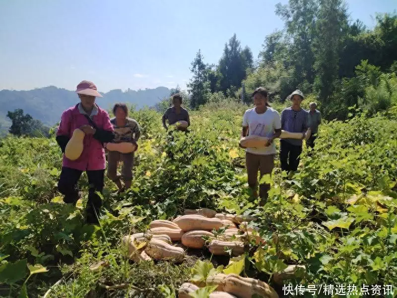 南瓜藤（丝瓜藤水的功效与作用及制法） 第3张