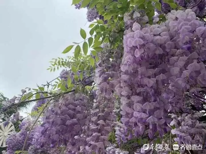 紫藤花（紫藤花英语歌） 第4张