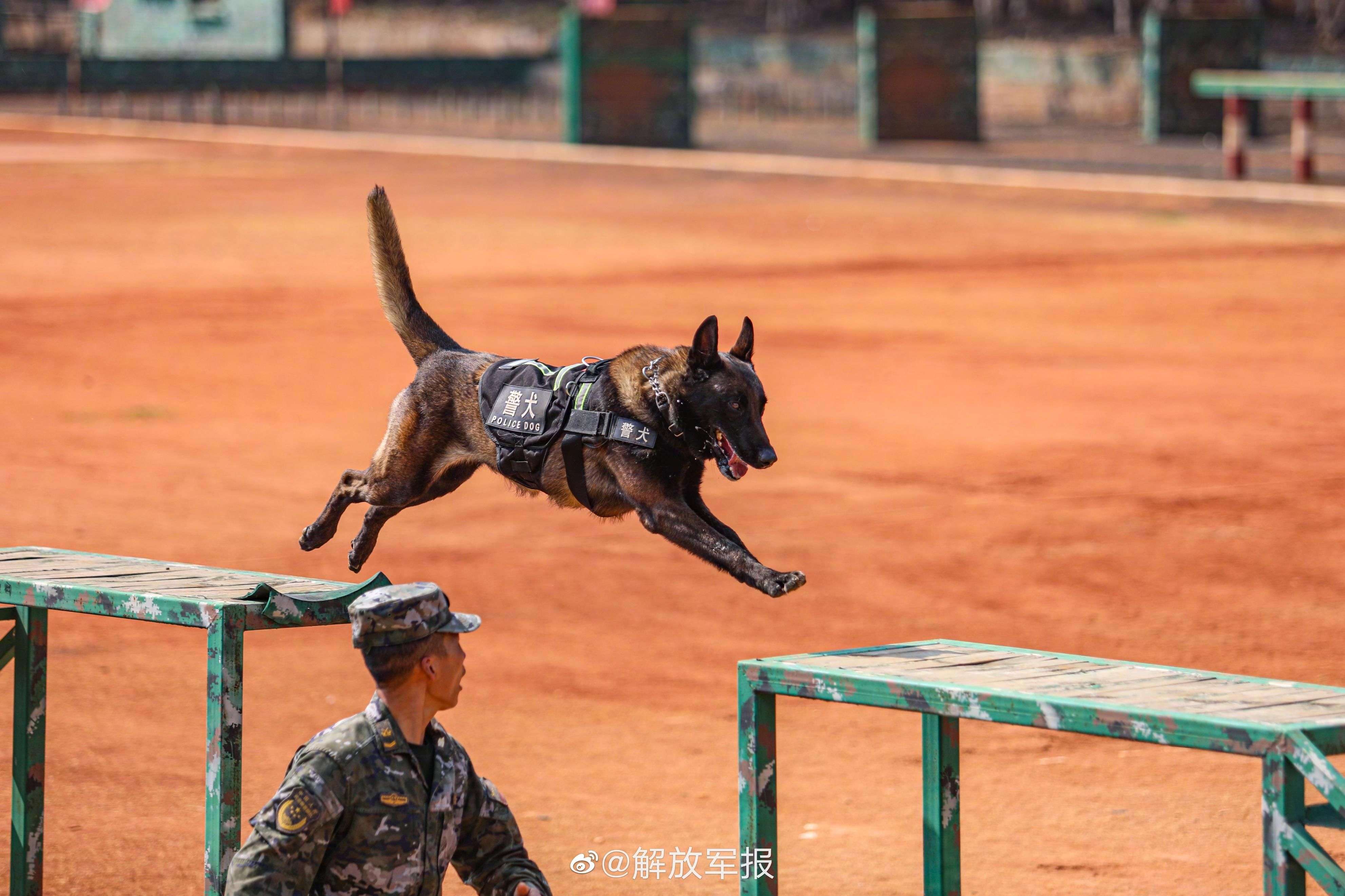 不一样的张警花#更多精彩大瓜