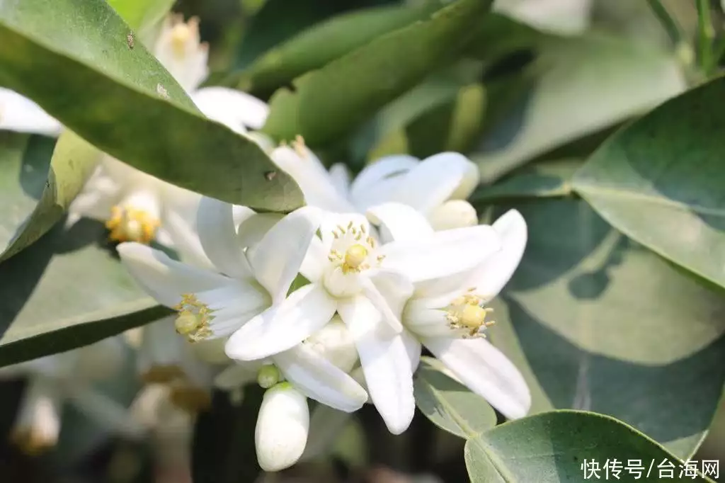 柚子花香芬芳扑鼻！苗栗西湖柚花艺术节4月1日登场还记得《少林寺》中的牧羊女吗？如今身价过亿，年过半百依然很美