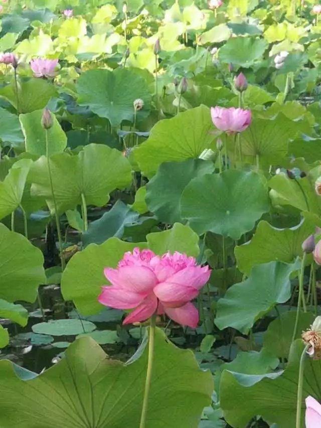 没想到（接天莲叶无穷碧映日荷花别样红）接天莲叶无穷碧映日荷花别样红表达了什么 第8张