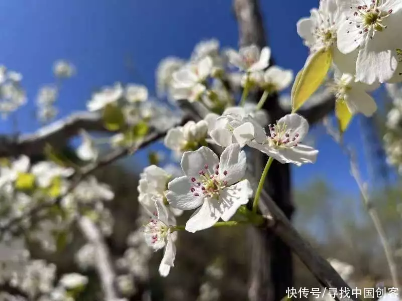 京白梨（京白梨是软的吗） 第3张