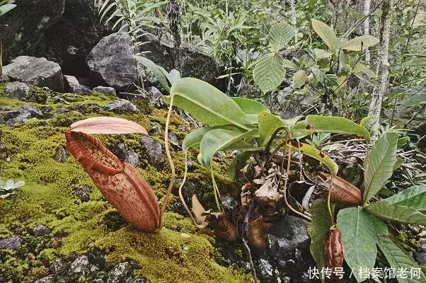 蛇吃人视频 恐怖（蛇吃人视频 恐怖片） 第3张