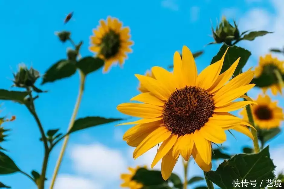 静待一树花开（静待一树花开,盼你落叶归来这句话怎么回复）