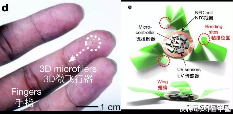 什么植物是靠风的力量传播种子（玉米种子公司批发零售种子） 第5张