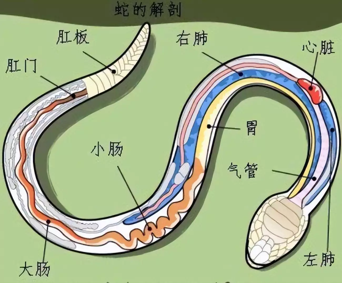 蟒蛇吃人全过程（家里防蛇的最好办法） 第11张