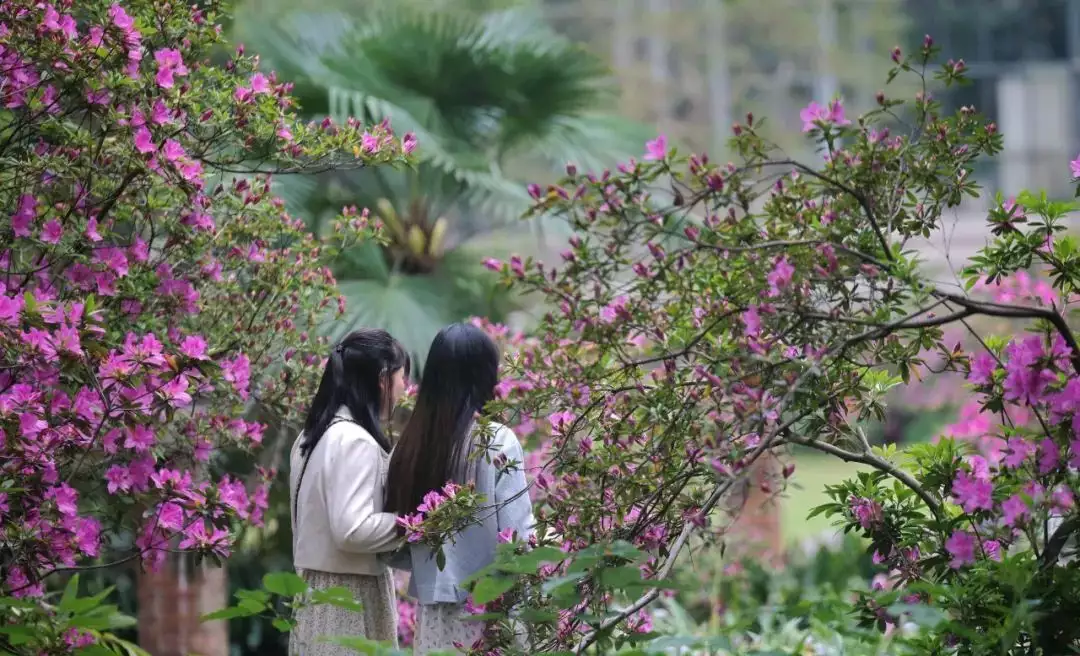 踯躅花（踯躅花是什么花） 第28张