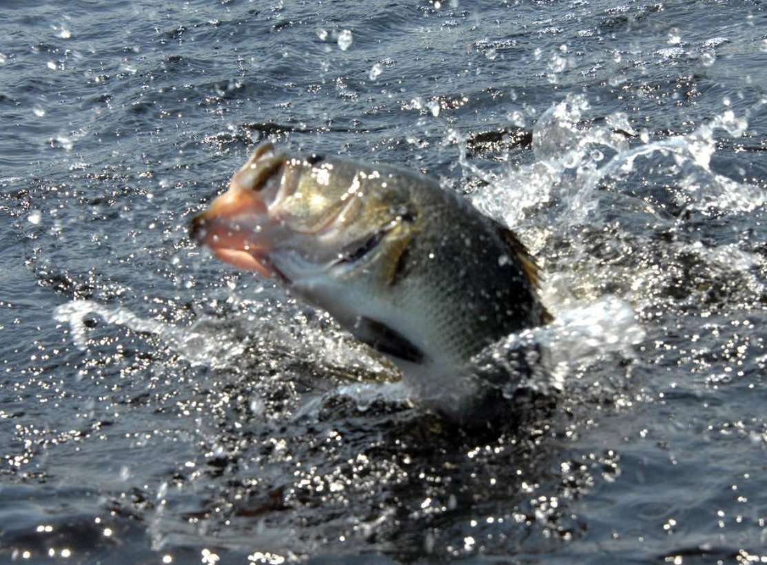 曾卖到2000元1斤！黄河三角洲首现野生松江鲈鱼，70年代一鱼难求