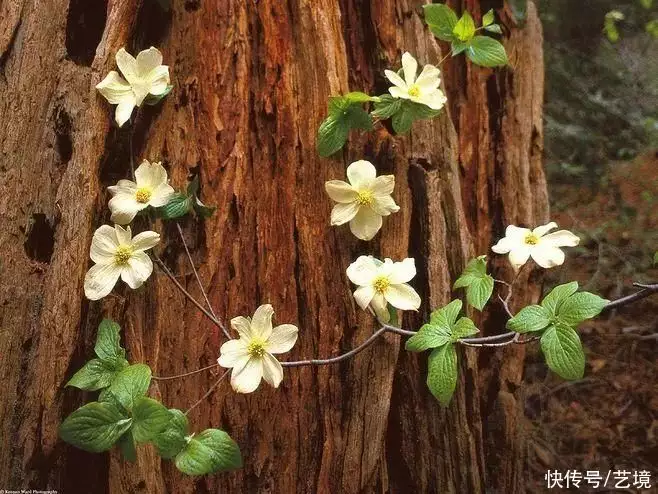 天下风物——《【抬头是方向，低头是清醒（深刻）】诗韵咏合》风光题照