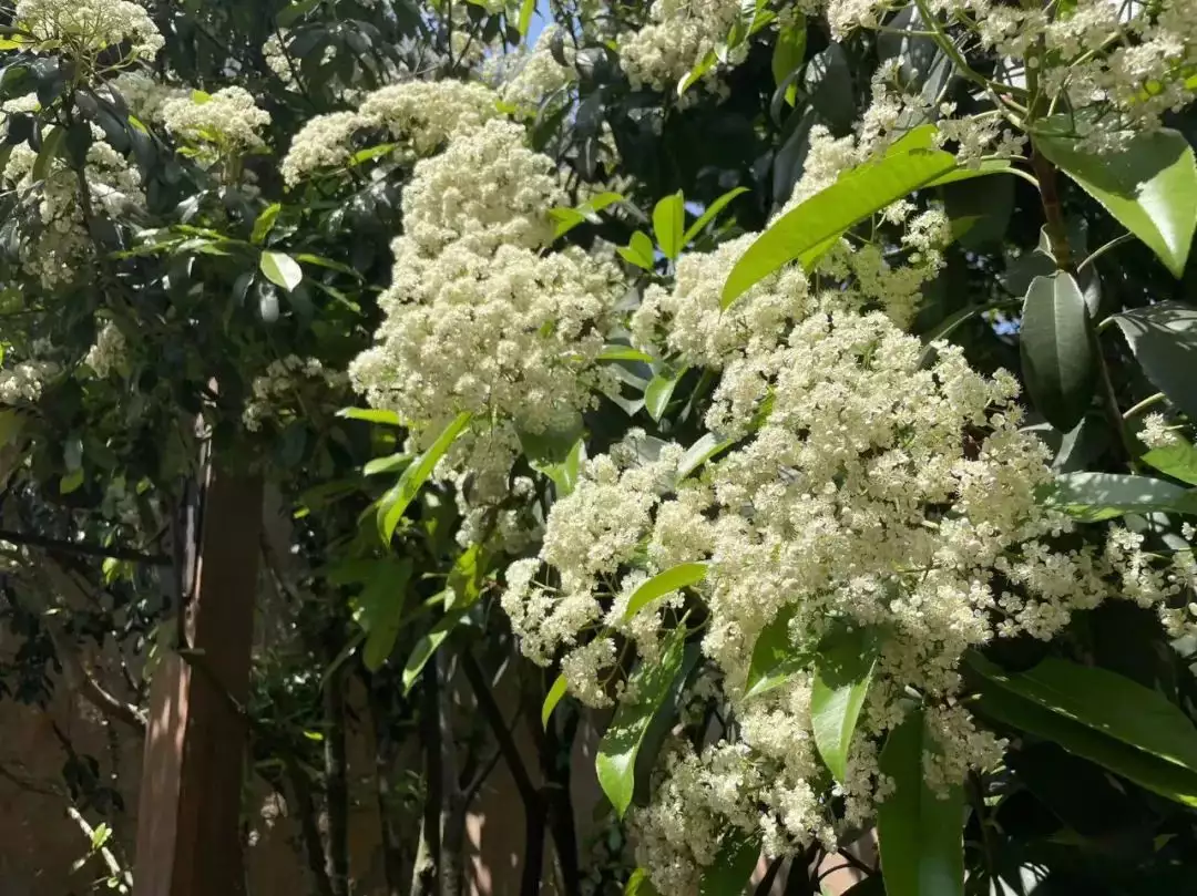 石楠花的味道怎么形容（石楠花的味道像什么味道） 第5张