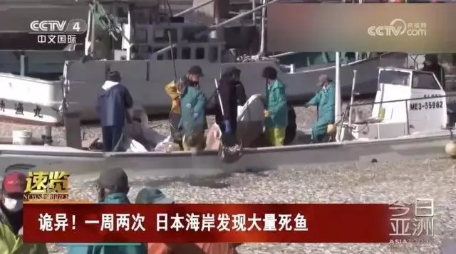 日海岸现死鱼 官员称与核污染水无关（日本核废水导致海洋生物死亡） 第1张