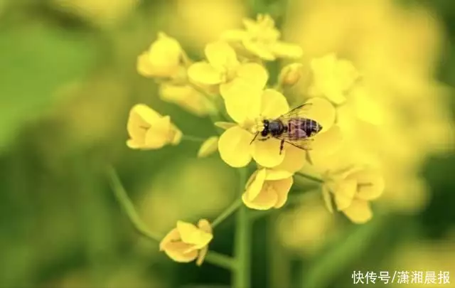 真没想到（春天的花有哪些）春天的花有哪些诗句 第4张