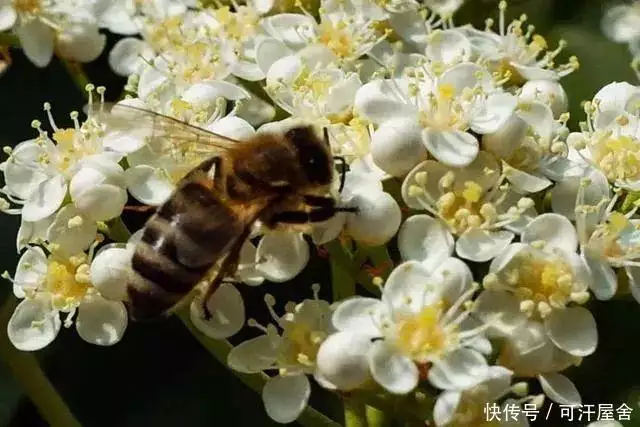 石楠花的味道是什么梗（石楠花气味的成分） 第9张