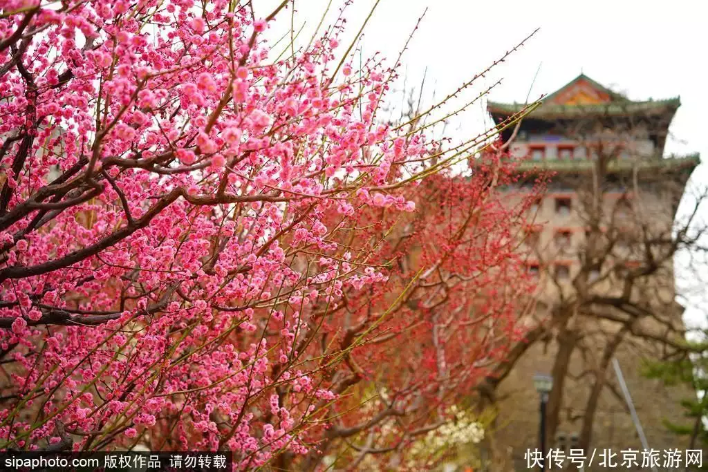 花的资料（水仙花介绍300字） 第2张