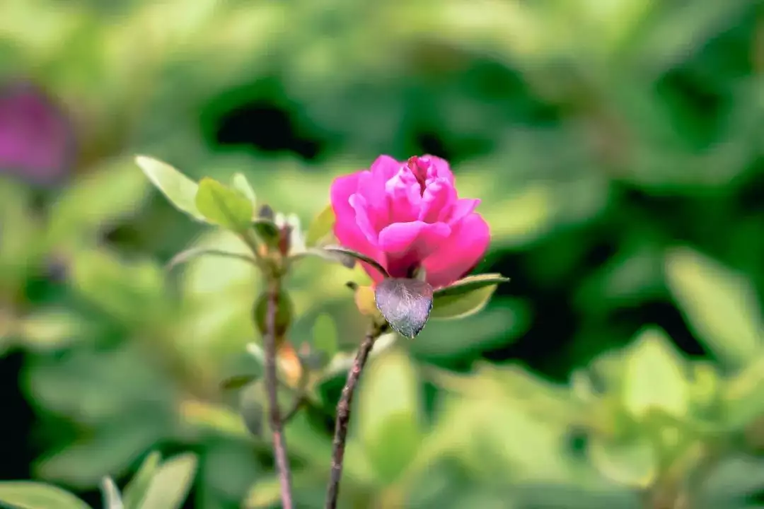 杜鹃花（杜鹃花叶子发黄像铁锈干枯怎么办）