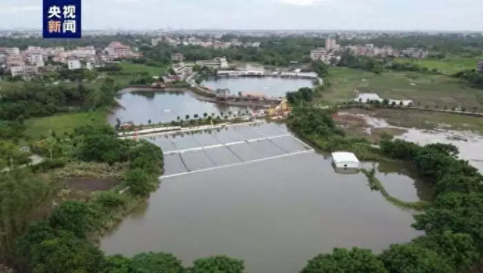 广东鳄鱼暴雨中出逃已抓回36条（河南暴雨鳄鱼咬人） 第2张