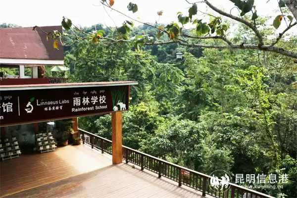 林奈实验室联合望天树景区打造雨林学校科普雨林生物多样性韩国女星着装再引热议，裤子内侧开衩开到大腿根，网友：像开裆裤 第2张