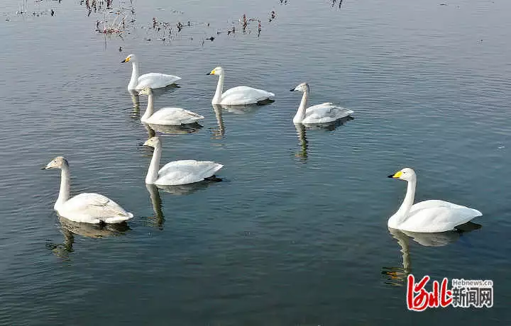 怎么可以错过（飞鸟相与还）飞鸟相与还的前一句诗是什么 第4张