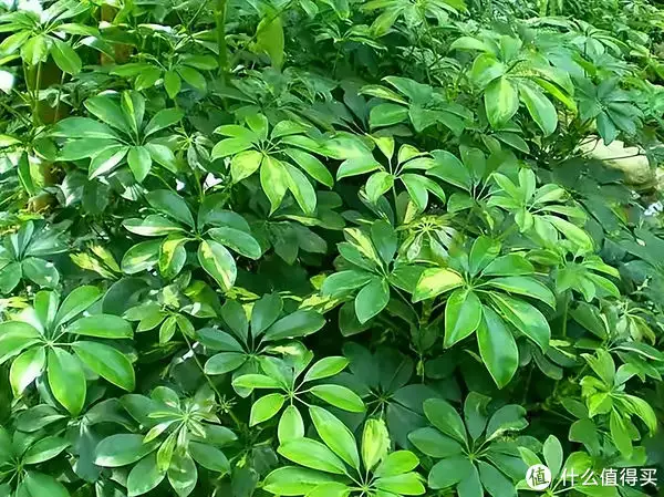 最美丽的花（最美丽的花朵图片） 第6张