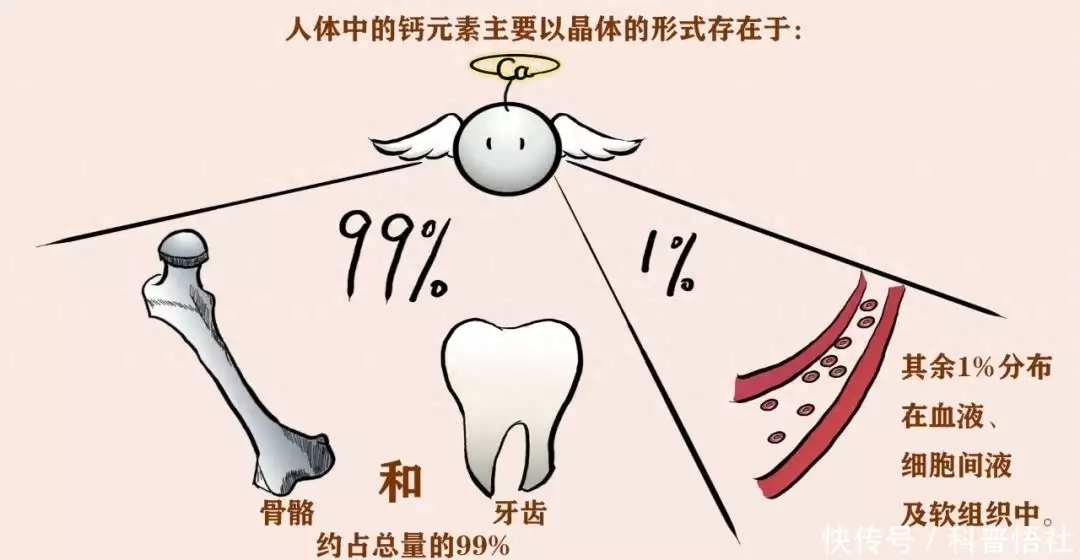 虾皮怎么吃（虾皮怎么吃好吃又简单） 第2张