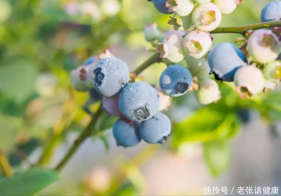 蓝莓怎么吃（婴儿吃蓝莓怎么吃） 第4张