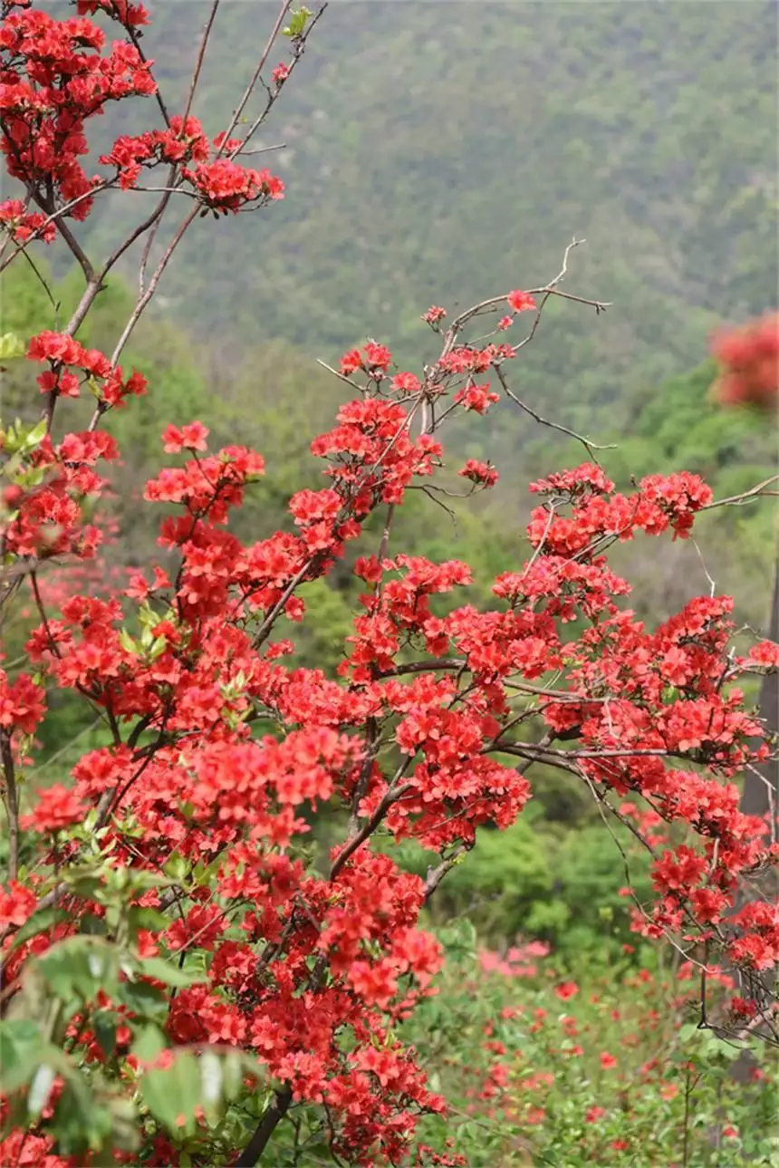 杜鹃花（杜鹃花图片和映山红） 第2张