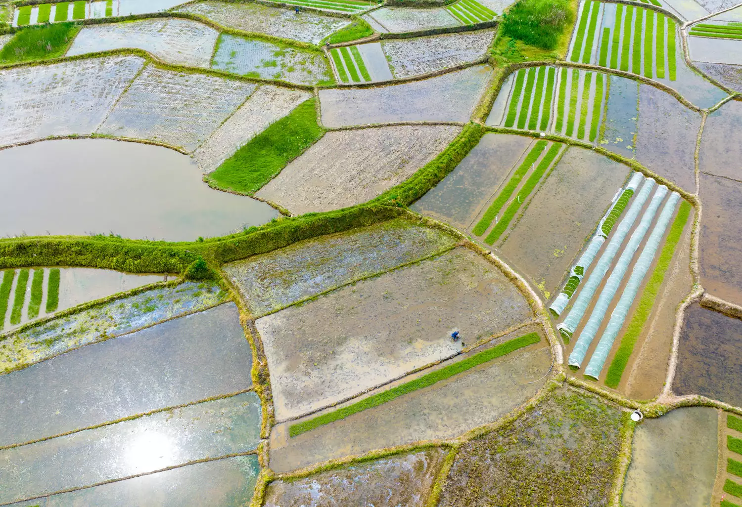 石家庄苗木（石家庄树苗基地电话） 第9张