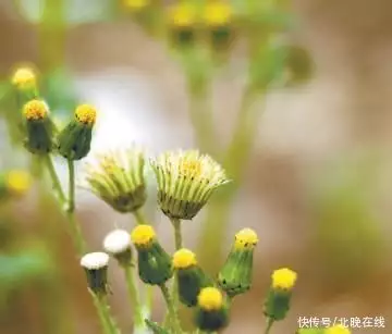 植物传播种子的资料（植物传播种子的资料图片） 第4张