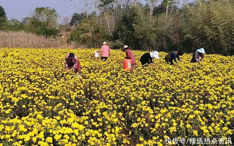 花的种植（藏红花的种植） 第1张