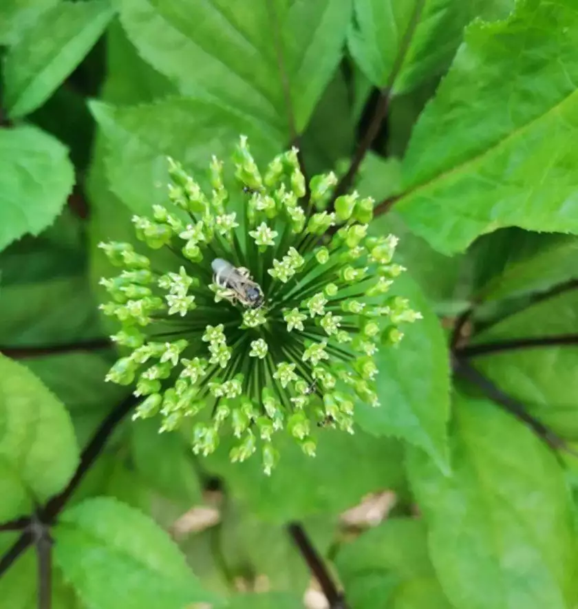 人参花（人参花旗参可以一起吃吗） 第1张