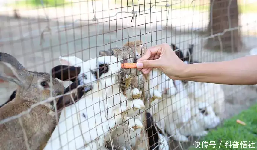 主食（主食和副食的分类标准） 第5张