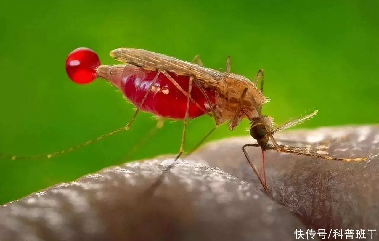 花蚊子（花蚊子图片 咬人） 第3张