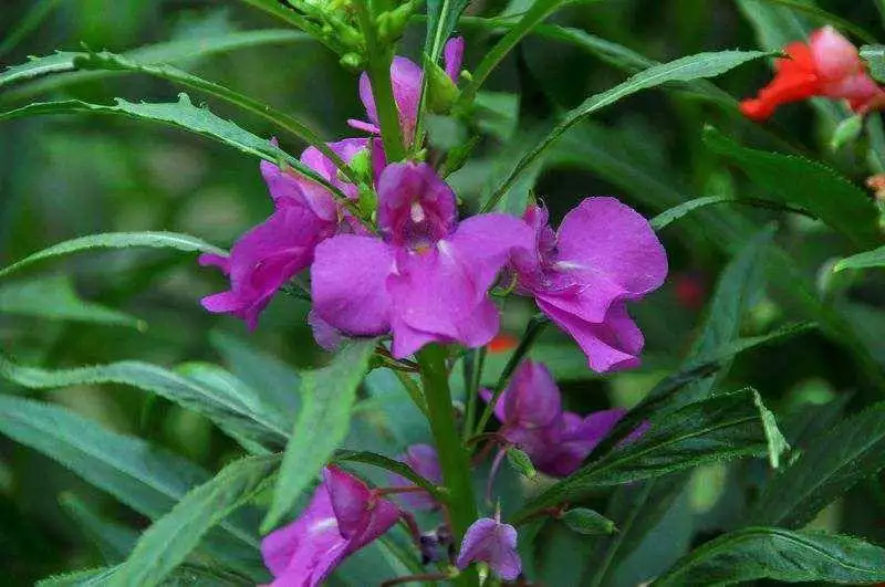 玫瑰花七夕（玫瑰花七夕文案）