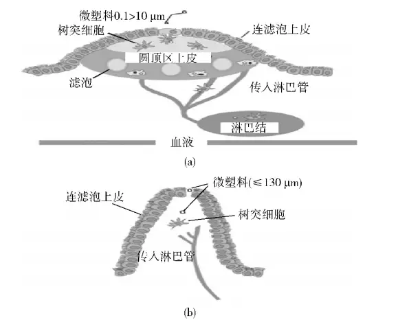 聚丙烯塑料奶瓶危害多大，每天释放160万微粒，或进入婴儿大脑董卿是天生的主持人，她的优秀有目共睹！(图7)