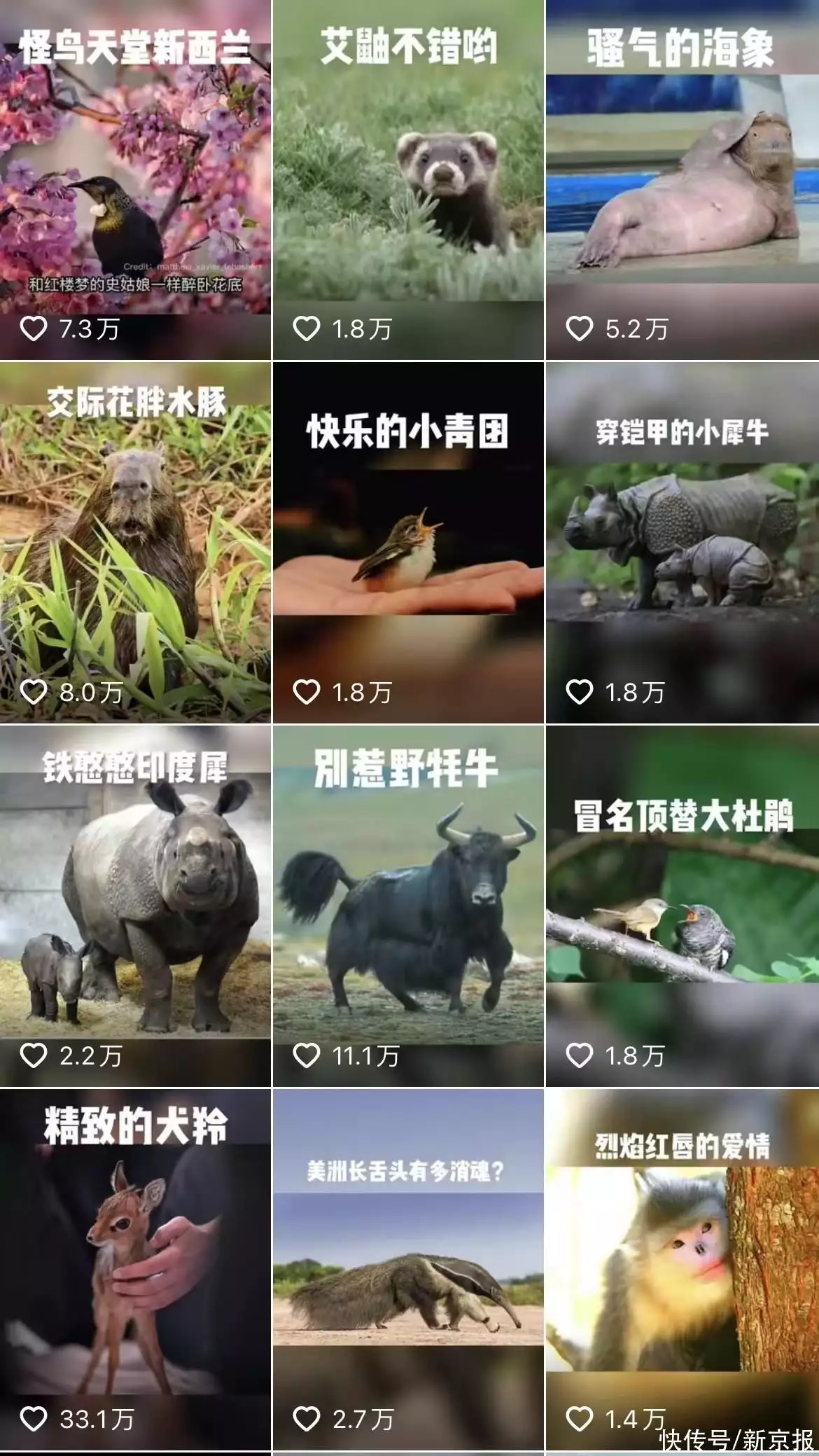 为300个动物“排戏”：不仅科普，更要展现生物的美“好凉凉”再升级，大一男生发帖想找女朋友，网友：又被恶心一次