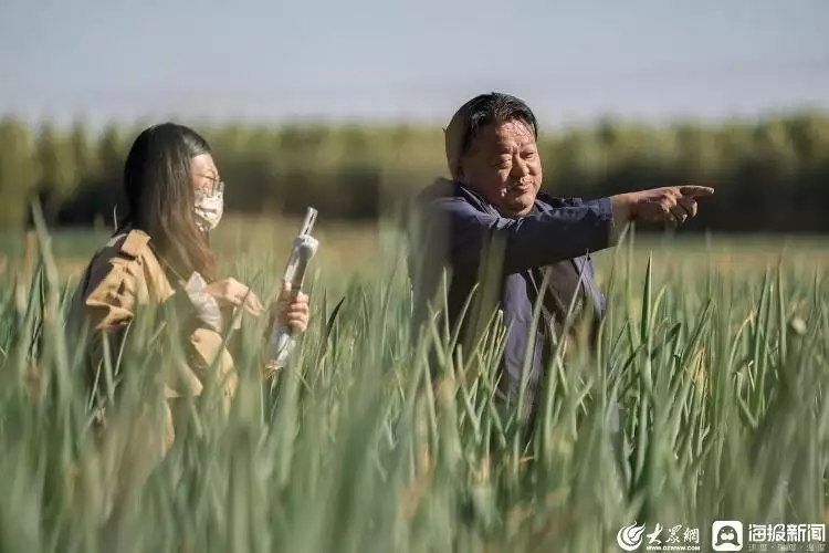 速看（章丘大葱从哪里买）章丘大葱哪个地方最正宗，实地探访比姚明还高的章丘大葱：北京烤鸭用的葱都在这定制午睡可能影响寿命！医生提醒：55岁以后，牢记午睡“三不要”，