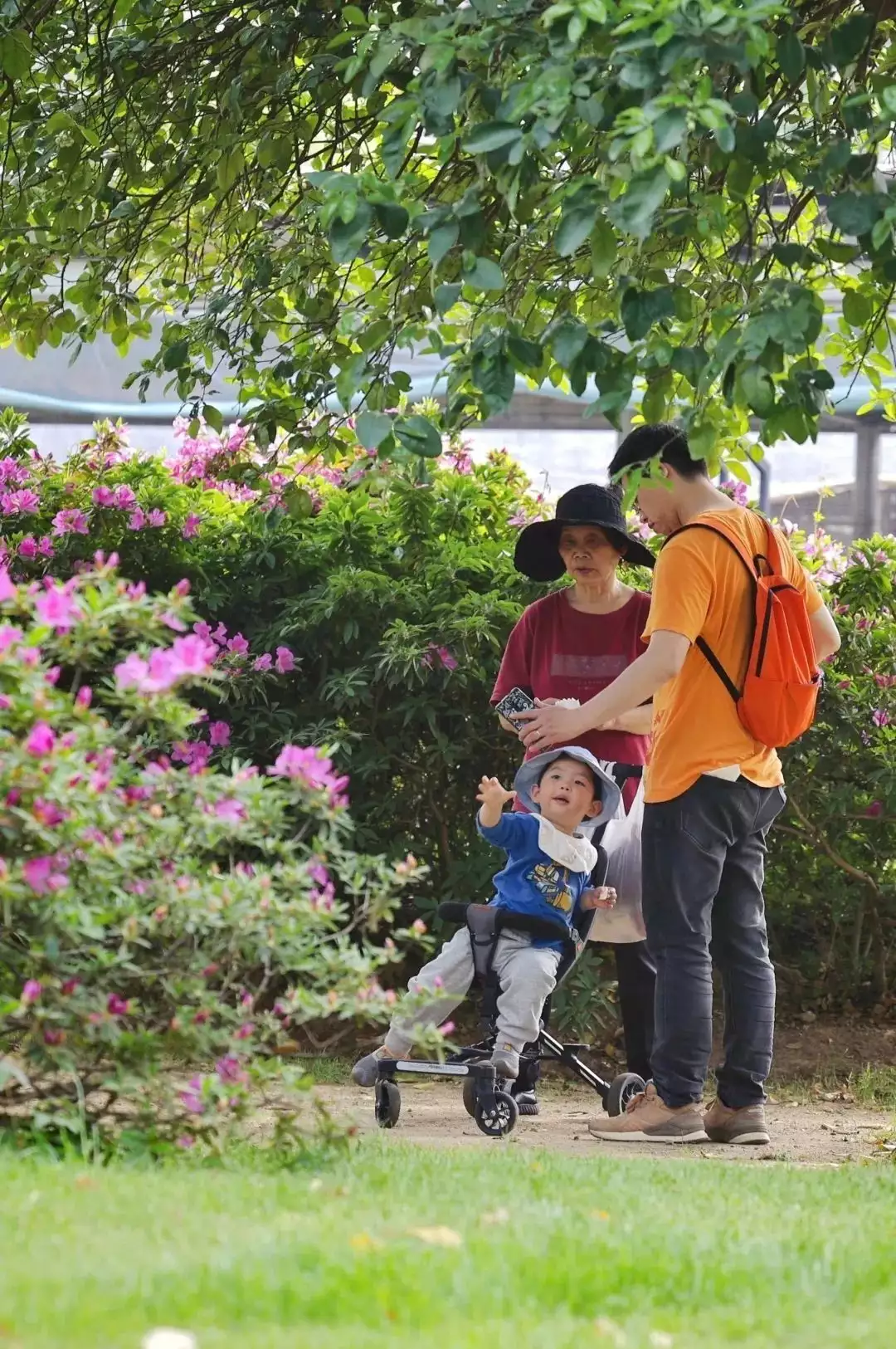 踯躅花（踯躅花是什么花） 第26张