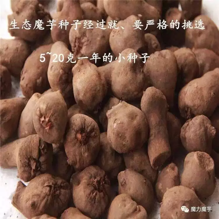 致富项目实用_致富经项目_致富项目商机