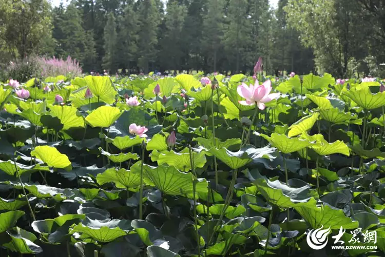 映日荷花别样红前一句（映日荷花别样红下一句诗是什么） 第5张