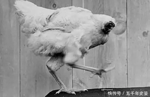 史上最顽强镰叶鸡，Illiers18个月，让主人大赚一笔，最后怎样了卡罗尔妻子赴时尚舞会，白西服露小蛮腰！身材最高分，混美国上流社会圈(图2)
