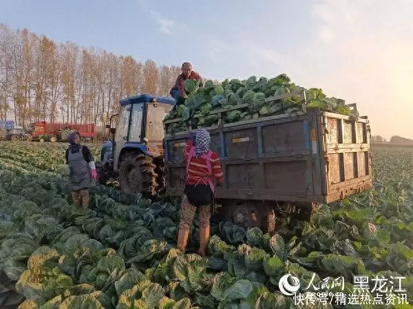 甘蓝菜图片（包菜和甘蓝是一个菜吗） 第2张