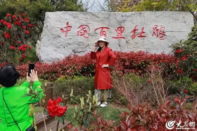 杜鹃花（杜鹃花叶子全部干枯还能活吗） 第10张