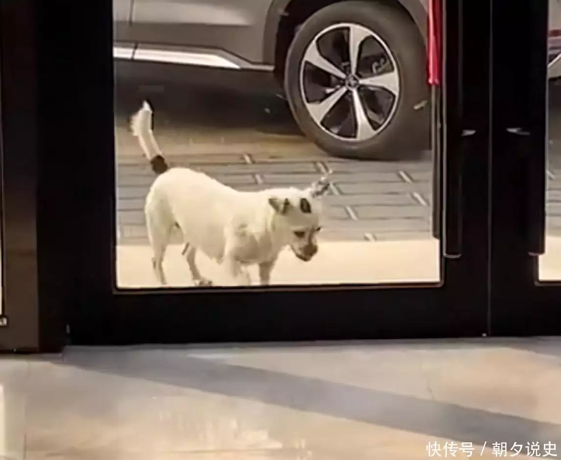 郑州流浪狗在宠物医院驻足，没想到阴”