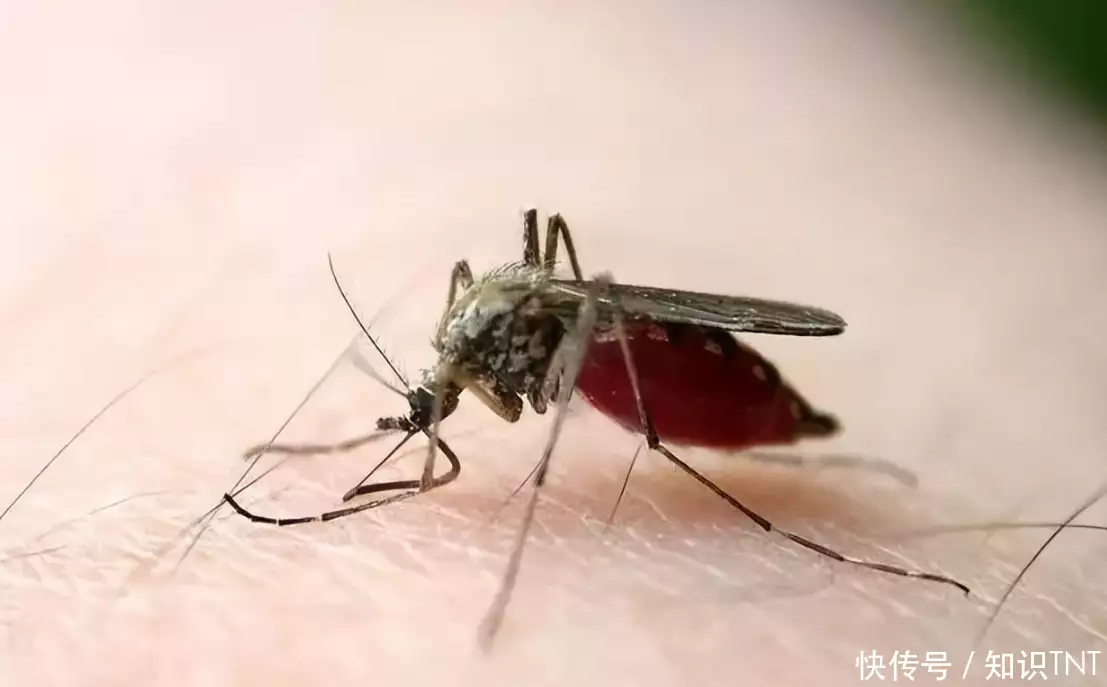 蚊子冒死也要叮的3类人，他们有什么特征？为什么医生建议男女不要一起洗澡？原因出乎意料！插图10
